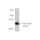 Axin Antibody (2B11) - Western Blotting - Image 348894