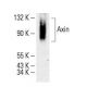 western blotting image from recommended Axin (G-3) monoclonal antibody replacement. Image 394774