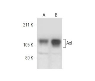 Axl Antibody (B-2) - Western Blotting - Image 291026 