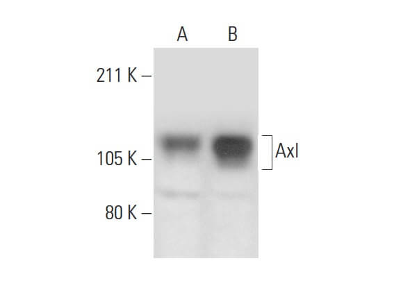 Axl Antibody (B-2) | SCBT - Santa Cruz Biotechnology