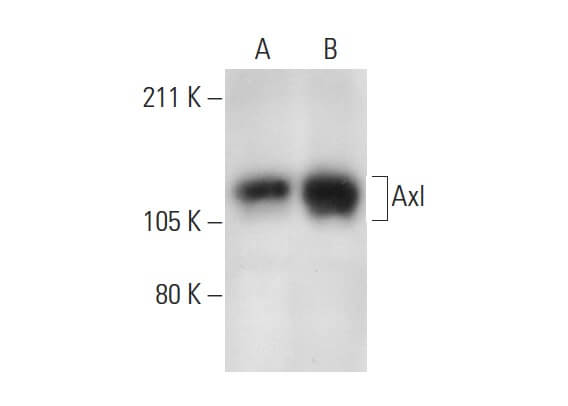 axl-antibody-h-3-western- axl-antibody-h-3-western-