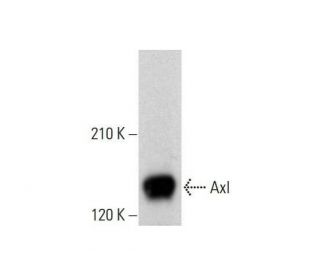 Axl Antibody (H-3) - Western Blotting - Image 352032