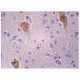 Axotrophin Antibody (B-2) - Immunohistochemistry - Image 159603 