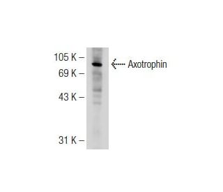 Axotrophin Antibody (B-2) - Western Blotting - Image 126299 