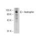 Axotrophin Antibody (B-2) - Western Blotting - Image 126299 
