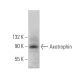 Axotrophin Antibody (B-2) - Western Blotting - Image 370813