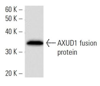 AXUD1 Antibody (2055E3a) - Western Blotting - Image 16889