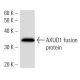 AXUD1 Antibody (2055E3a) - Western Blotting - Image 16889
