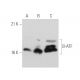 B-ATF Antibody (WW8) - Western Blotting - Image 31936