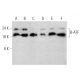 B-ATF Antibody (WW8) - Western Blotting - Image 368220 