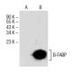 B-FABP Antibody (F-6) - Western Blotting - Image 151651 