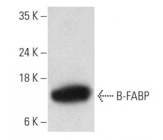 B-FABP Antibody (F-6) - Western Blotting - Image 354315 