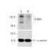 western blotting image from recommended B-Myb (C-5) monoclonal antibody replacement. Image 332190
