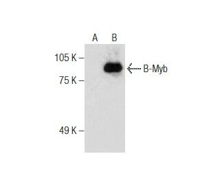 B-Myb Antibody (C-5) - Western Blotting - Image 286877