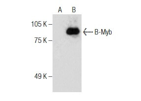 B-Myb Antibody (C-5) | SCBT - Santa Cruz Biotechnology