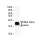 B-Myb Antibody (MYBAD10A) - Western Blotting - Image 16554
