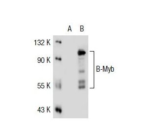 B-Myb (MYBAD10A): sc-81192. Western blot analysis of B-Myb expression in non-transfected: sc-117752 (A) and human B-Myb tr