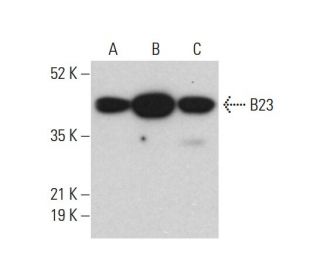 B23/Nucleophosmin Antibody (0412) - Western Blotting - Image 377250 