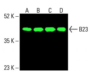 B23/Nucleophosmin Antibody (0412) - Western Blotting - Image 415753 