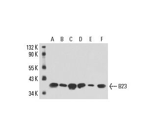 B23/Nucleophosmin Antibody (7H10B9) - Western Blotting - Image 16156 