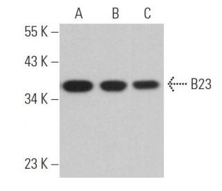 B23/Nucleophosmin Antibody (E-3) - Western Blotting - Image 361015