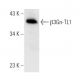 β3Gn-TL1 Antibody (A-9) - Western Blotting - Image 318538