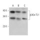 β3Gn-TL1 Antibody (A-9) - Western Blotting - Image 376060 