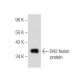 B42 Antibody (E-2) - Western Blotting - Image 281630