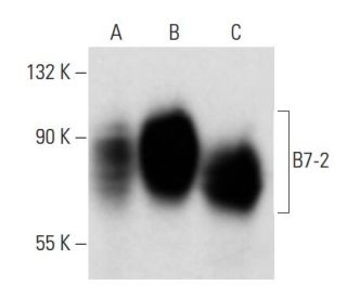 B7-2 Antibody (2Q1692) - Western Blotting - Image 17751 