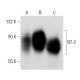 B7-2 Antibody (2Q1692) - Western Blotting - Image 17751 