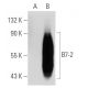 B7-2 Antibody (2Q1692) - Western Blotting - Image 39527