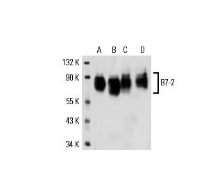 B7-2 Antibody (B-T7) - Western Blotting - Image 17761 
