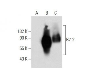 B7-2 Antibody (BU63) - Western Blotting - Image 65158 