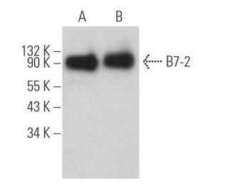 B7-2 Antibody (BU63) - Western Blotting - Image 362095 