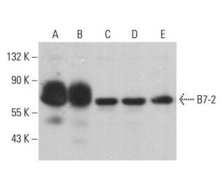 B7-2 Antibody (D-6) - Western Blotting - Image 380841 