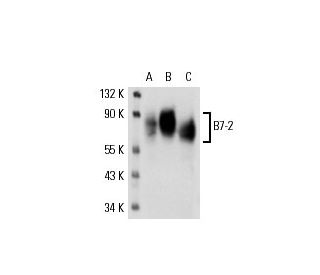 B7-2 Antibody (GL1) - Western Blotting - Image 17750 