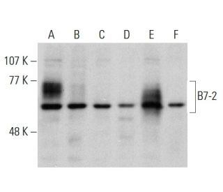 B7-2 Antibody (D-6) - Western Blotting - Image 364790