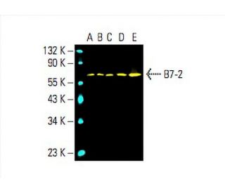 B7-2 Antibody (D-6) - Western Blotting - Image 393671