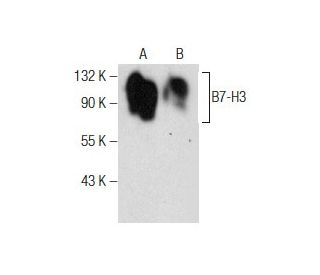 B7-H3 Antibody (F-11) - Western Blotting - Image 159000 