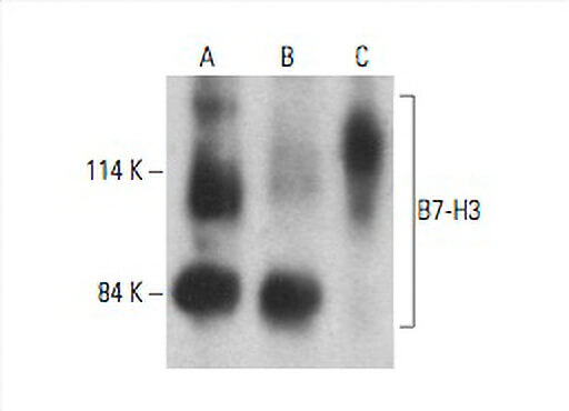 ROBOT魂＜SIDE ANTIBODY＞ バロン・ズゥ | 魂の玩具箱