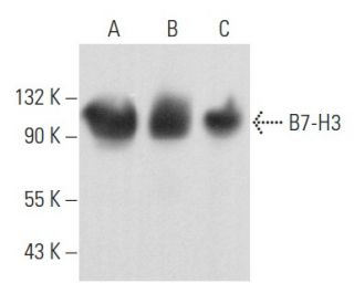 B7-H3 Antibody (G-12) - Western Blotting - Image 356826 