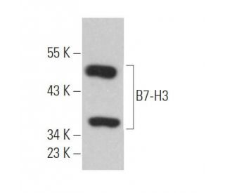 B7-H3 Antibody (G-8) - Western Blotting - Image 363849 