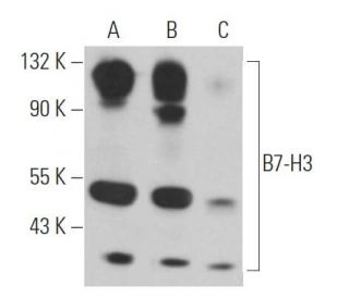 B7-H3 Antibody (G-8) - Western Blotting - Image 363895 