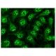 BAALC Antibody (C-2) - Immunofluorescence - Image 143143