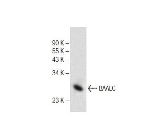 BAALC Antibody (C-2) - Western Blotting - Image 141781 