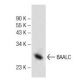 BAALC Antibody (C-2) - Western Blotting - Image 141781 