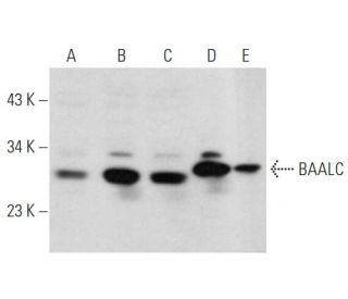BAALC Antibody (H-12) - Western Blotting - Image 353662 