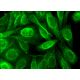 BABAM1 Antibody (H-10) - Immunofluorescence - Image 378406 