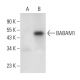 BABAM1 Antibody (H-10) - Western Blotting - Image 305800 