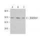 BABAM1 Antibody (H-10) - Western Blotting - Image 379018